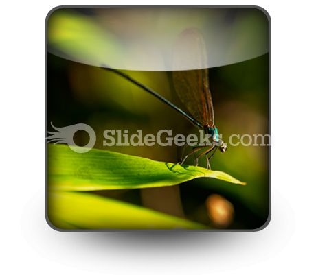 Insect PowerPoint Icon S Insect PowerPoint Icon S