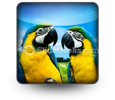 Parrots In Love PowerPoint Icon S Parrots In Love PowerPoint Icon S