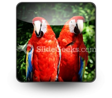 Red Parrots PowerPoint Icon S Red Parrots PowerPoint Icon S