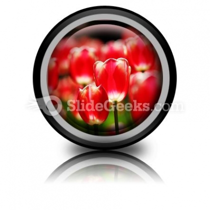 Red Tulips PowerPoint Icon Cc