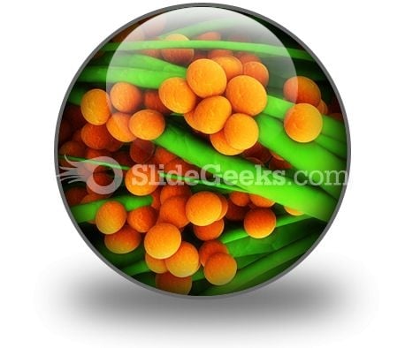 Staphylococcus Science PowerPoint Icon C Staphylococcus Science PowerPoint Icon C