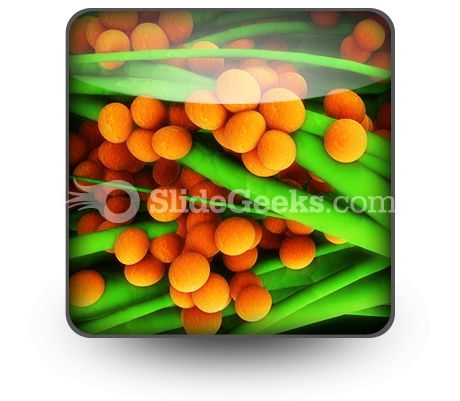 Staphylococcus Science PowerPoint Icon S Staphylococcus Science PowerPoint Icon S