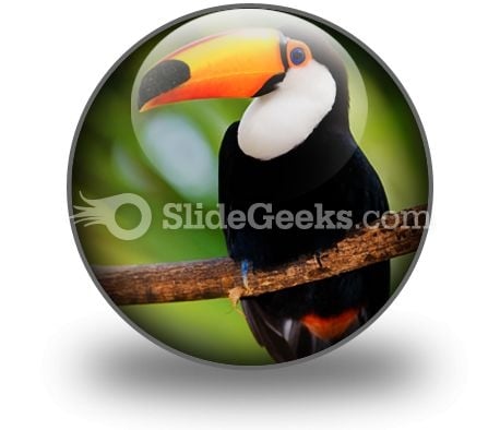 Toucan PowerPoint Icon C Toucan PowerPoint Icon C