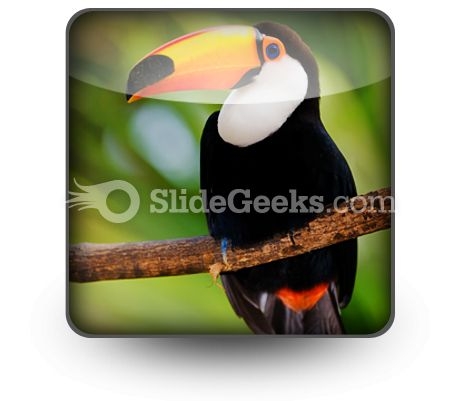 Toucan PowerPoint Icon S Toucan PowerPoint Icon S
