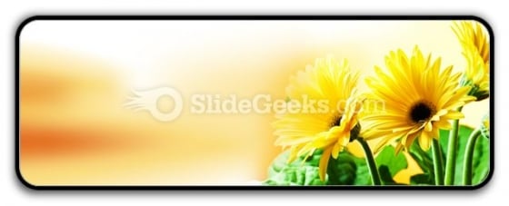 Yellow Daises PowerPoint Icon R Yellow Daises PowerPoint Icon R