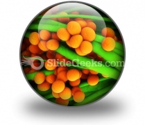 Staphylococcus Science PowerPoint Icon C