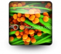 Staphylococcus Science PowerPoint Icon S Staphylococcus Science PowerPoint Icon S