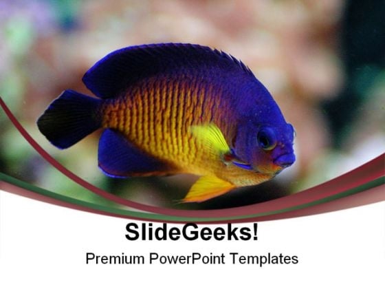 Angel Fish Animals PowerPoint Templates And PowerPoint Backgrounds 0111 Angel Fish Animals PowerPoint Templates And PowerPoint Backgrounds 0111