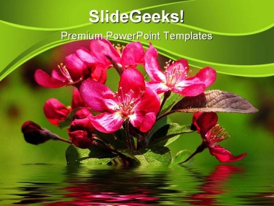 Apple Blooms Nature PowerPoint Background And Template 1210 Apple Blooms Nature PowerPoint Background And Template 1210