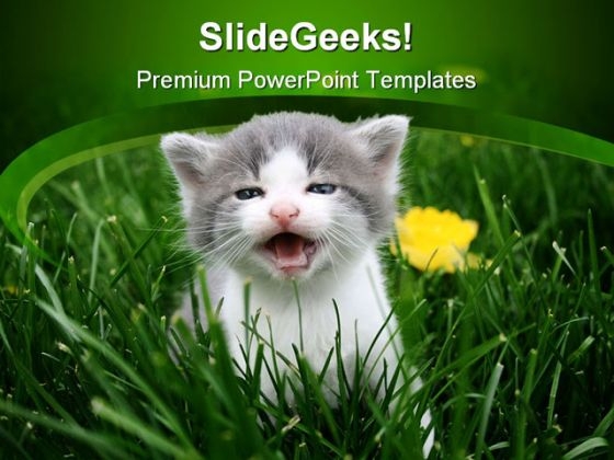 Baby Cat Animals PowerPoint Themes And PowerPoint Slides 0211 Baby Cat Animals PowerPoint Themes And PowerPoint Slides 0211