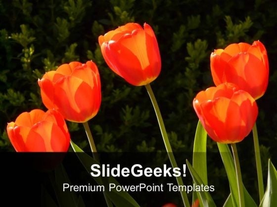 Background Of Tulip Flowers PowerPoint Templates Ppt Backgrounds For Slides 1212 Background Of Tulip Flowers PowerPoint Templates Ppt Backgrounds For Slides 1212