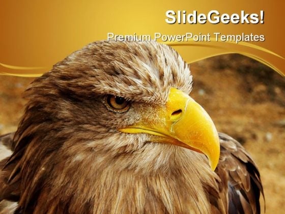 Bald Eagle Animal PowerPoint Themes And PowerPoint Slides 0411 Bald Eagle Animal PowerPoint Themes And PowerPoint Slides 0411
