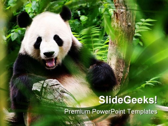 Bear Animals PowerPoint Templates And PowerPoint Backgrounds 0111 Bear Animals PowerPoint Templates And PowerPoint Backgrounds 0111