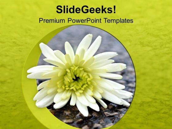 Beautiful Flower For Decoration PowerPoint Templates Ppt Backgrounds For Slides 0313 Beautiful Flower For Decoration PowerPoint Templates Ppt Backgrounds For Slides 0313