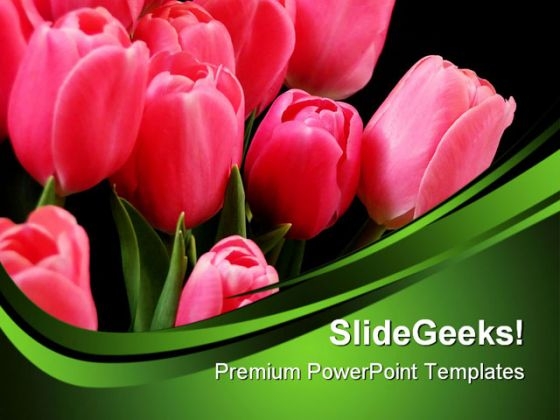 Beautiful Tulips Beauty PowerPoint Templates And PowerPoint Backgrounds 0311