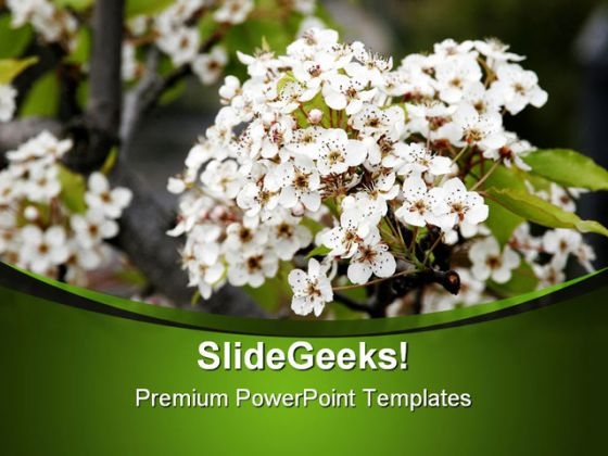 Beautiful White Flowers Nature PowerPoint Templates And PowerPoint Backgrounds 0311 Beautiful White Flowers Nature PowerPoint Templates And PowerPoint Backgrounds 0311