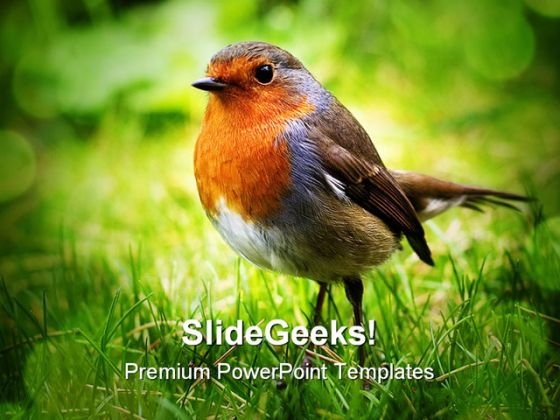 Bird Animals PowerPoint Backgrounds And Templates 0111 Bird Animals PowerPoint Backgrounds And Templates 0111