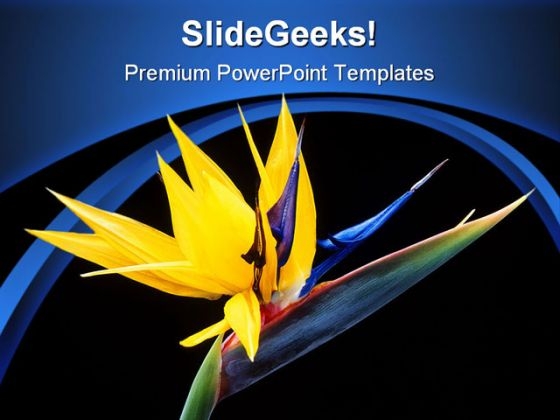 bird_of_paradise_beauty_powerpoint_templates_and_powerpoint_backgrounds_0311_title