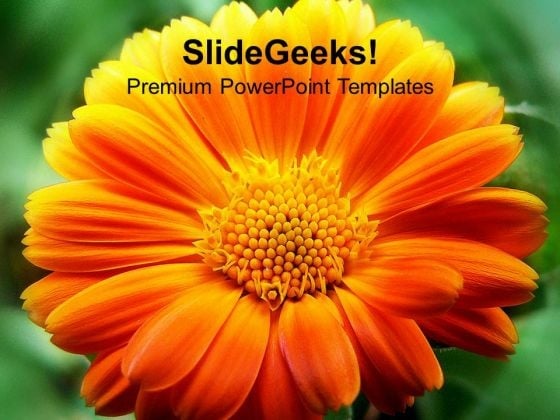 Blooming Flowers Beauty PowerPoint Templates Ppt Backgrounds For Slides 0213 Blooming Flowers Beauty PowerPoint Templates Ppt Backgrounds For Slides 0213
