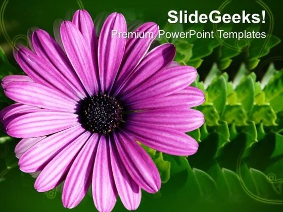 Blooming Gerbera Flower Beauty PowerPoint Templates Ppt Backgrounds For Slides 0213 Blooming Gerbera Flower Beauty PowerPoint Templates Ppt Backgrounds For Slides 0213
