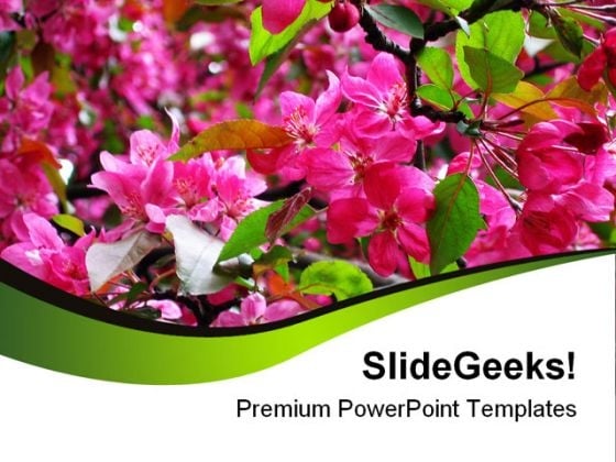 Blossoming Pink Flowers Beauty PowerPoint Templates And PowerPoint Backgrounds 0311 Blossoming Pink Flowers Beauty PowerPoint Templates And PowerPoint Backgrounds 0311