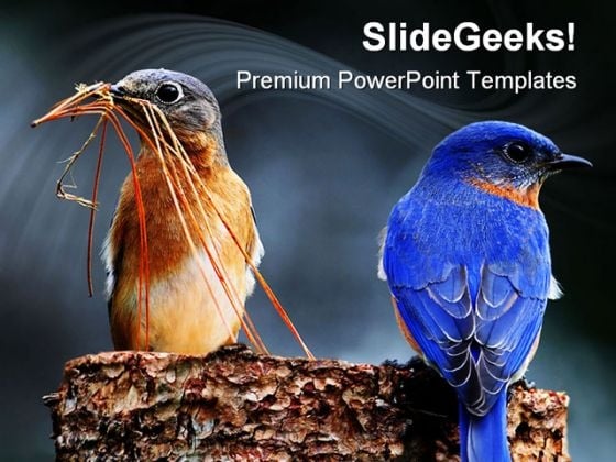 Blue Birds Animals PowerPoint Templates And PowerPoint Backgrounds 0111 Blue Birds Animals PowerPoint Templates And PowerPoint Backgrounds 0111