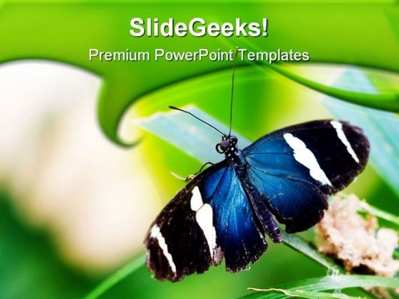 Blue Butterfly Animals PowerPoint Themes And PowerPoint Slides 0511 Blue Butterfly Animals PowerPoint Themes And PowerPoint Slides 0511