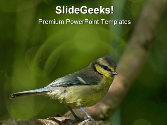 Blue Tit Animal PowerPoint Template 0810 Blue Tit Animal PowerPoint Template 0810