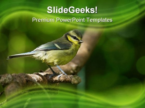 Blue Tit Fledgling Nature PowerPoint Themes And PowerPoint Slides 0211 Blue Tit Fledgling Nature PowerPoint Themes And PowerPoint Slides 0211
