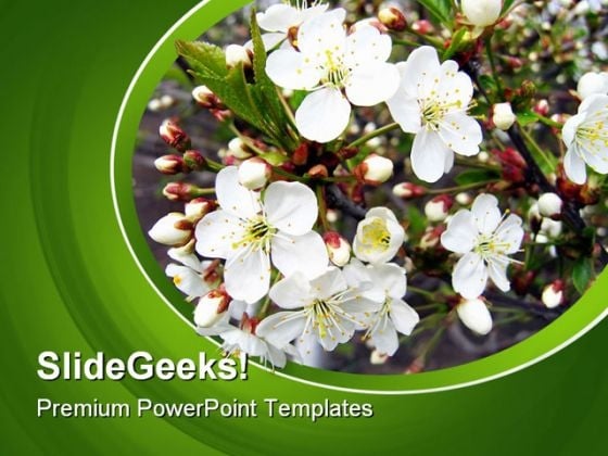 Branch Of A Blossoming Tree Nature PowerPoint Templates And PowerPoint Backgrounds 0311 Branch Of A Blossoming Tree Nature PowerPoint Templates And PowerPoint Backgrounds 0311