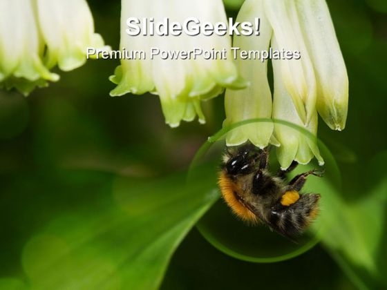Bumblebee Animals PowerPoint Backgrounds And Templates 1210 Bumblebee Animals PowerPoint Backgrounds And Templates 1210