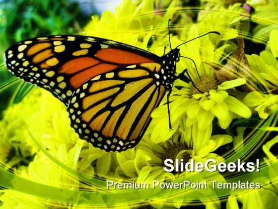 Butterfly Animals PowerPoint Backgrounds And Templates 0111 Butterfly Animals PowerPoint Backgrounds And Templates 0111