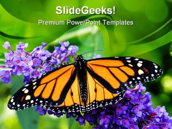 Butterfly Animals PowerPoint Template 1110