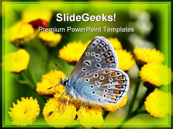 Butterfly Beauty PowerPoint Templates And PowerPoint Backgrounds 0211 Butterfly Beauty PowerPoint Templates And PowerPoint Backgrounds 0211