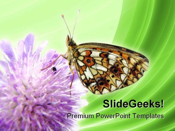 Butterfly Insect Nature PowerPoint Templates And PowerPoint Backgrounds 0211