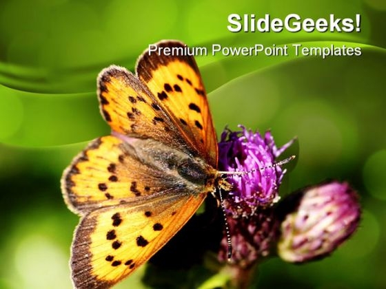 Butterfly Nature PowerPoint Templates And PowerPoint Backgrounds 0211