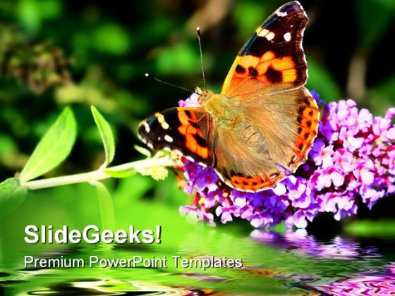 Butterfly On Flower Beauty PowerPoint Themes And PowerPoint Slides 0211 Butterfly On Flower Beauty PowerPoint Themes And PowerPoint Slides 0211