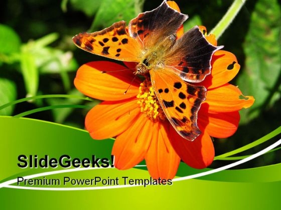 Butterfly On Orange Flower Nature PowerPoint Templates And PowerPoint Backgrounds 0611