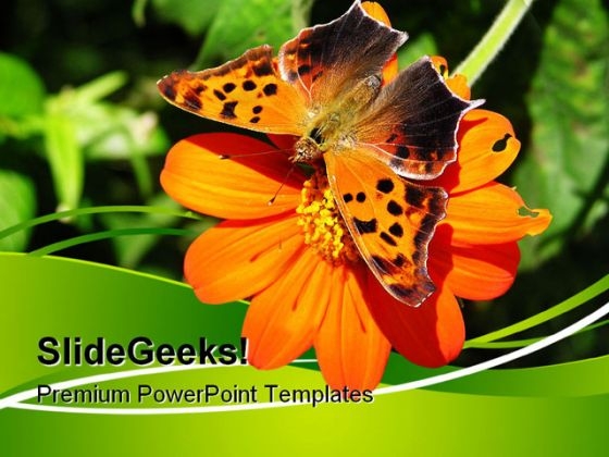 Butterfly On Orange Flower Nature PowerPoint Themes And PowerPoint Slides 0611 Butterfly On Orange Flower Nature PowerPoint Themes And PowerPoint Slides 0611