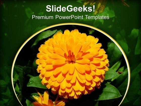 Calendula PowerPoint Templates Ppt Backgrounds For Slides 0413 Calendula PowerPoint Templates Ppt Backgrounds For Slides 0413