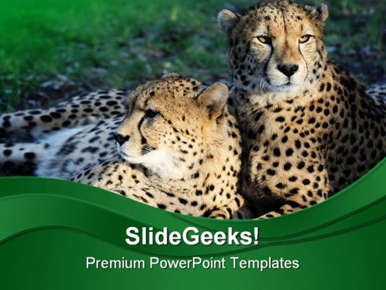 Cheetah Wild Cats Animals PowerPoint Themes And PowerPoint Slides 0211 Cheetah Wild Cats Animals PowerPoint Themes And PowerPoint Slides 0211