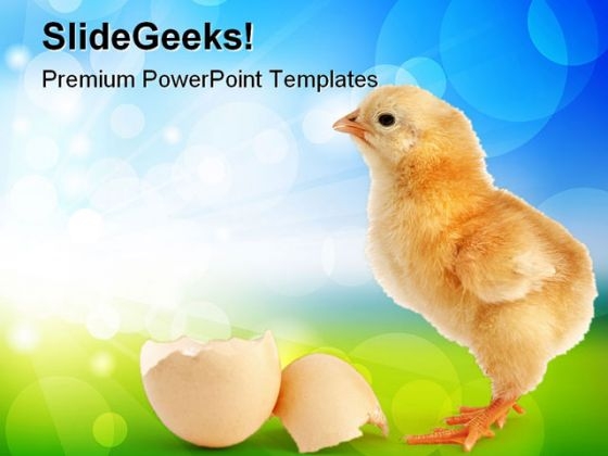 Chick New Born Animals PowerPoint Themes And PowerPoint Slides 0511 Chick New Born Animals PowerPoint Themes And PowerPoint Slides 0511