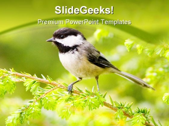 Chickadee Animals PowerPoint Themes And PowerPoint Slides 0211 Chickadee Animals PowerPoint Themes And PowerPoint Slides 0211