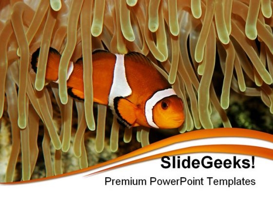 Clown Fish Animals PowerPoint Templates And PowerPoint Backgrounds 0211 Clown Fish Animals PowerPoint Templates And PowerPoint Backgrounds 0211