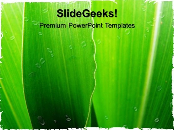 Corn Leaf Nature PowerPoint Templates And PowerPoint Themes 0512