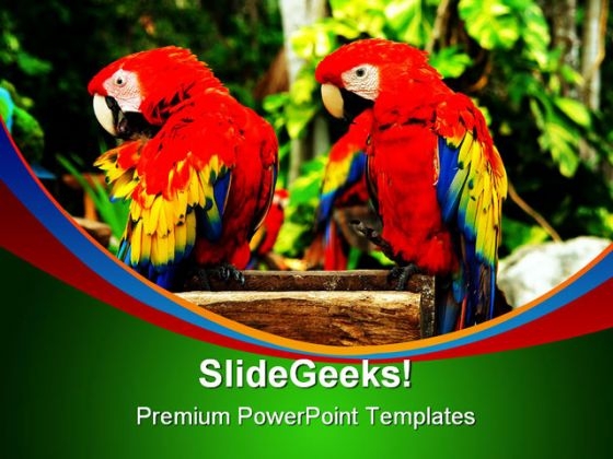 Couple Of Parrots Nature PowerPoint Themes And PowerPoint Slides 0211 Couple Of Parrots Nature PowerPoint Themes And PowerPoint Slides 0211