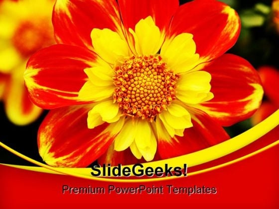 Dahlia Beauty PowerPoint Templates And PowerPoint Backgrounds 0311 Dahlia Beauty PowerPoint Templates And PowerPoint Backgrounds 0311