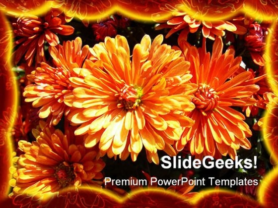 Daisies Beauty PowerPoint Template 1110 Daisies Beauty PowerPoint Template 1110