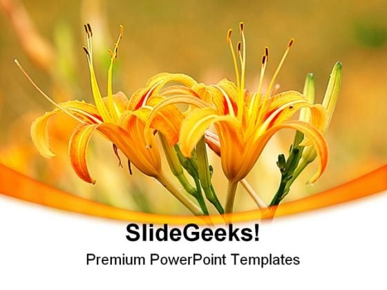 Daylily Flower In Sunlight Nature PowerPoint Templates And PowerPoint Backgrounds 0311 Daylily Flower In Sunlight Nature PowerPoint Templates And PowerPoint Backgrounds 0311
