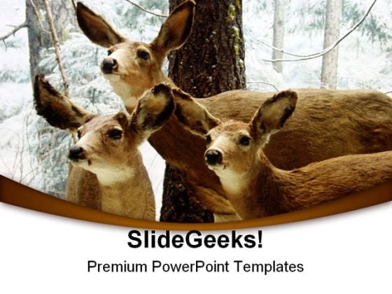 Deer Animals PowerPoint Templates And PowerPoint Backgrounds 0211 Deer Animals PowerPoint Templates And PowerPoint Backgrounds 0211
